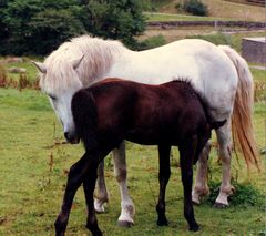 ""MAMAN FAIT MOI UN CALIN ""