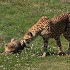 Maman guépard et l'un de ses petits 