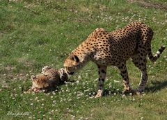 Maman guépard et l'un de ses petits 