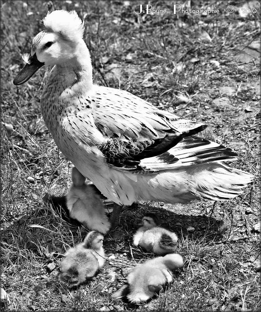 Maman huppée et ses enfants...