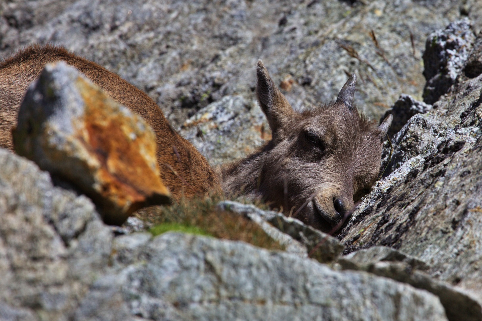 Maman j ai sommeil .....