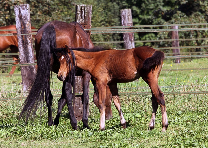 Maman, je crois qu'on nous regarde ~~ Mom, I think someone look at us