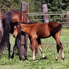 Maman, je crois qu'on nous regarde ~~ Mom, I think someone look at us