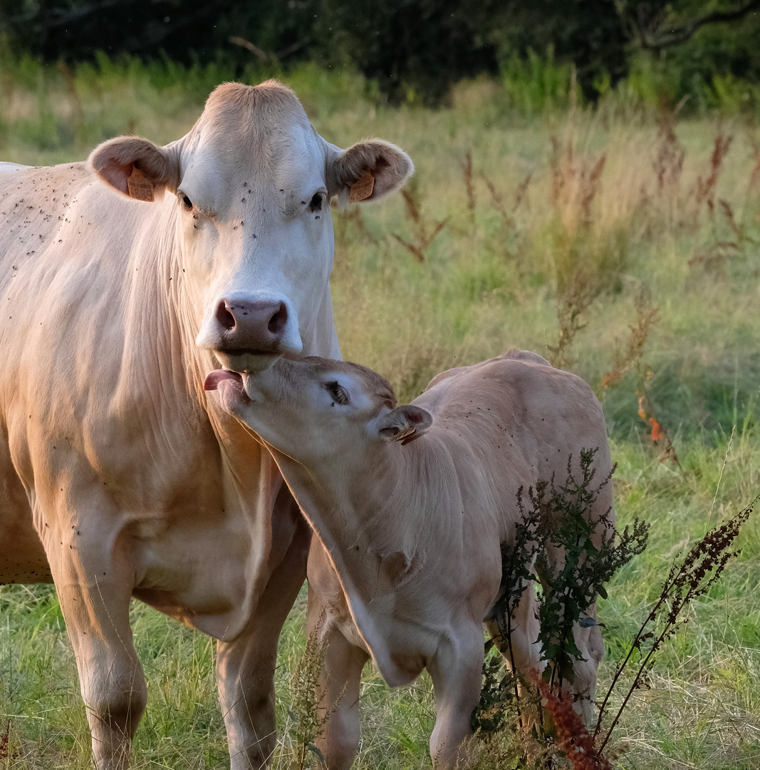 Maman je t'aime 