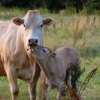 Maman je t'aime 