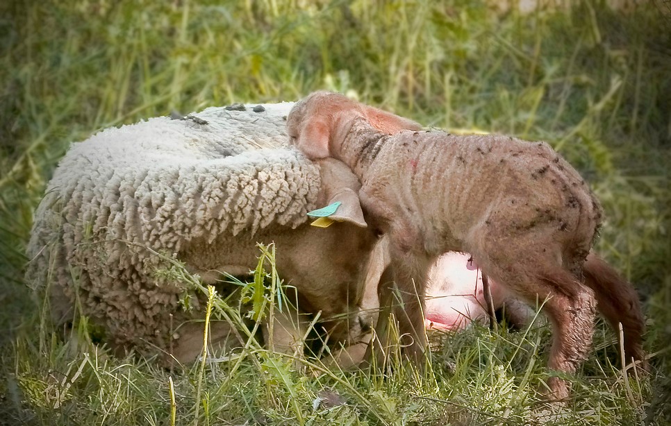 *maman je t'aime*