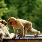 maman, je voudrais un câlin 