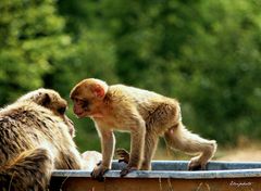 maman, je voudrais un câlin 