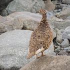 Maman Lagopède d'Islande