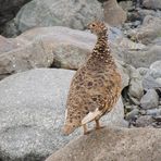 Maman Lagopède d'Islande