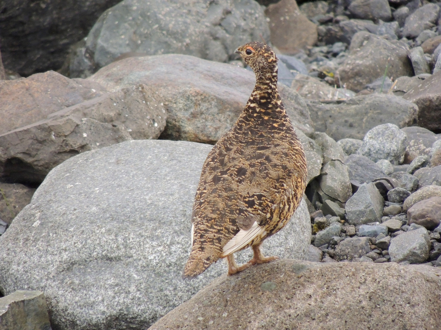 Maman Lagopède d'Islande