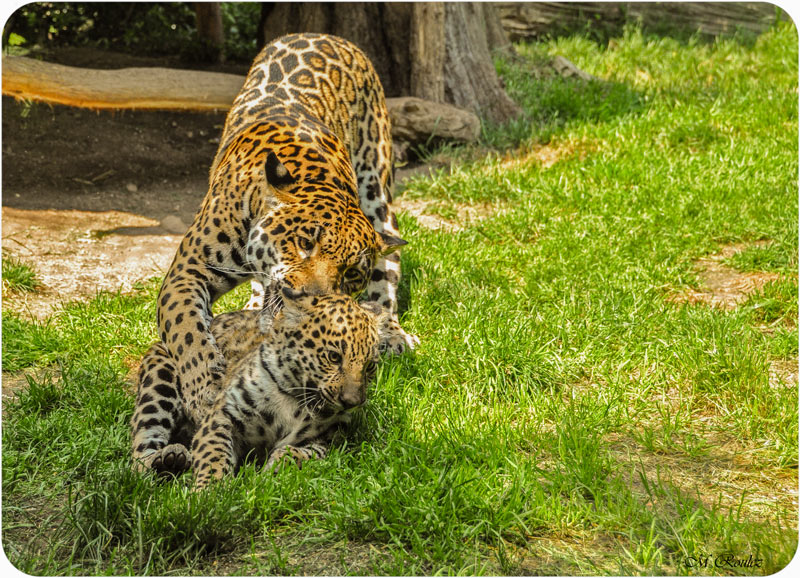 Maman léopard et son petit