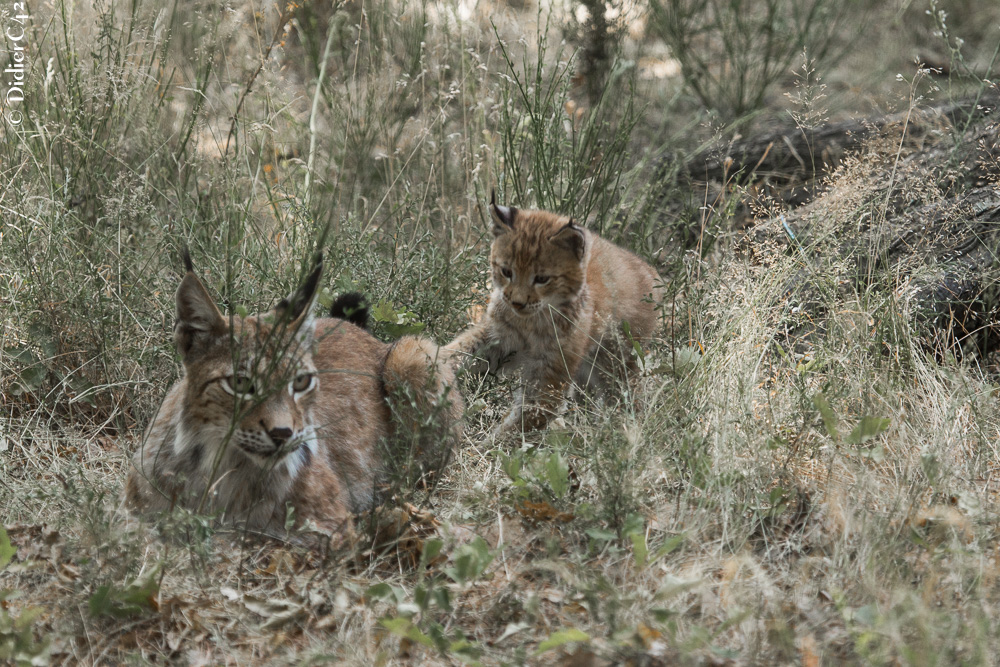 Maman Lynx et son petit