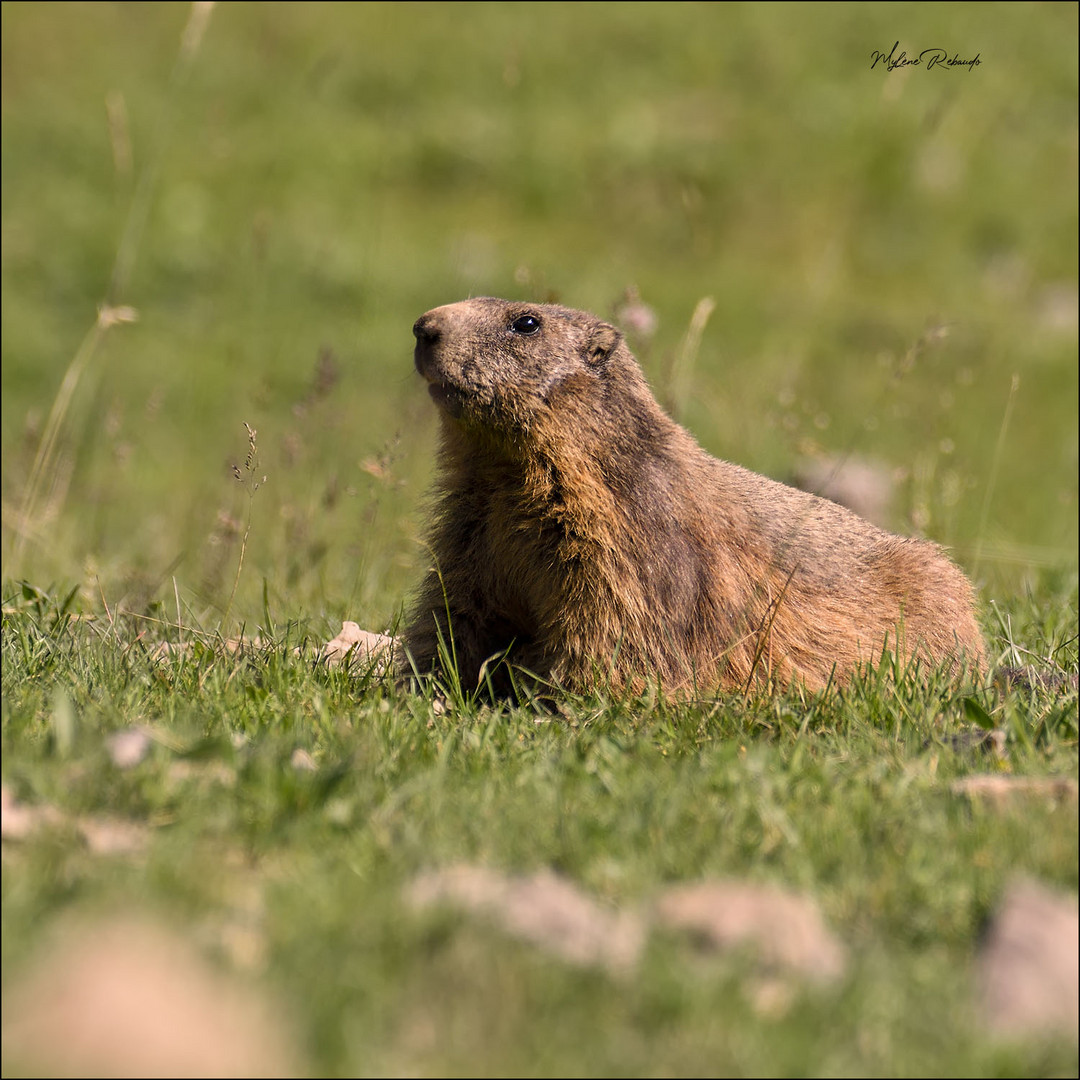 Maman marmotte qui surveille