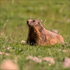 Maman marmotte qui surveille