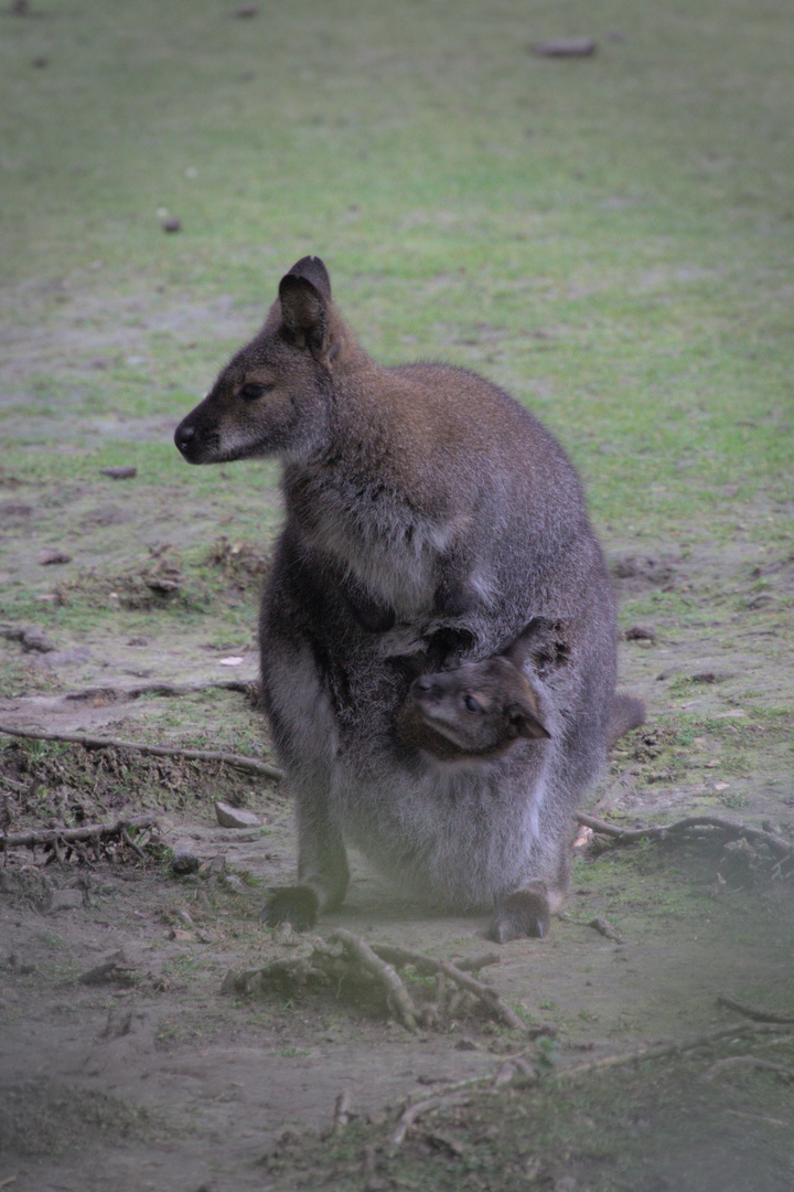 Maman marsupiale