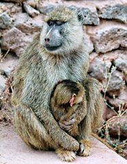 maman n'ouvre qu'un oeil mais me protège