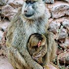 maman n'ouvre qu'un oeil mais me protège