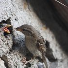 maman oiseaux