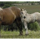 ..."Maman, on nous regarde"...