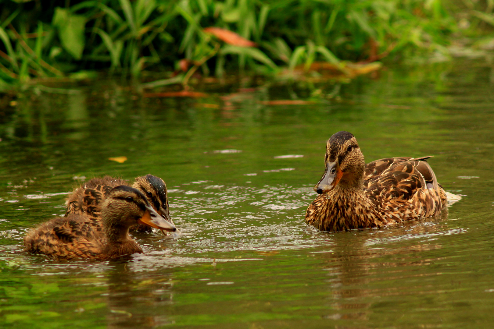 Maman! on t'aime