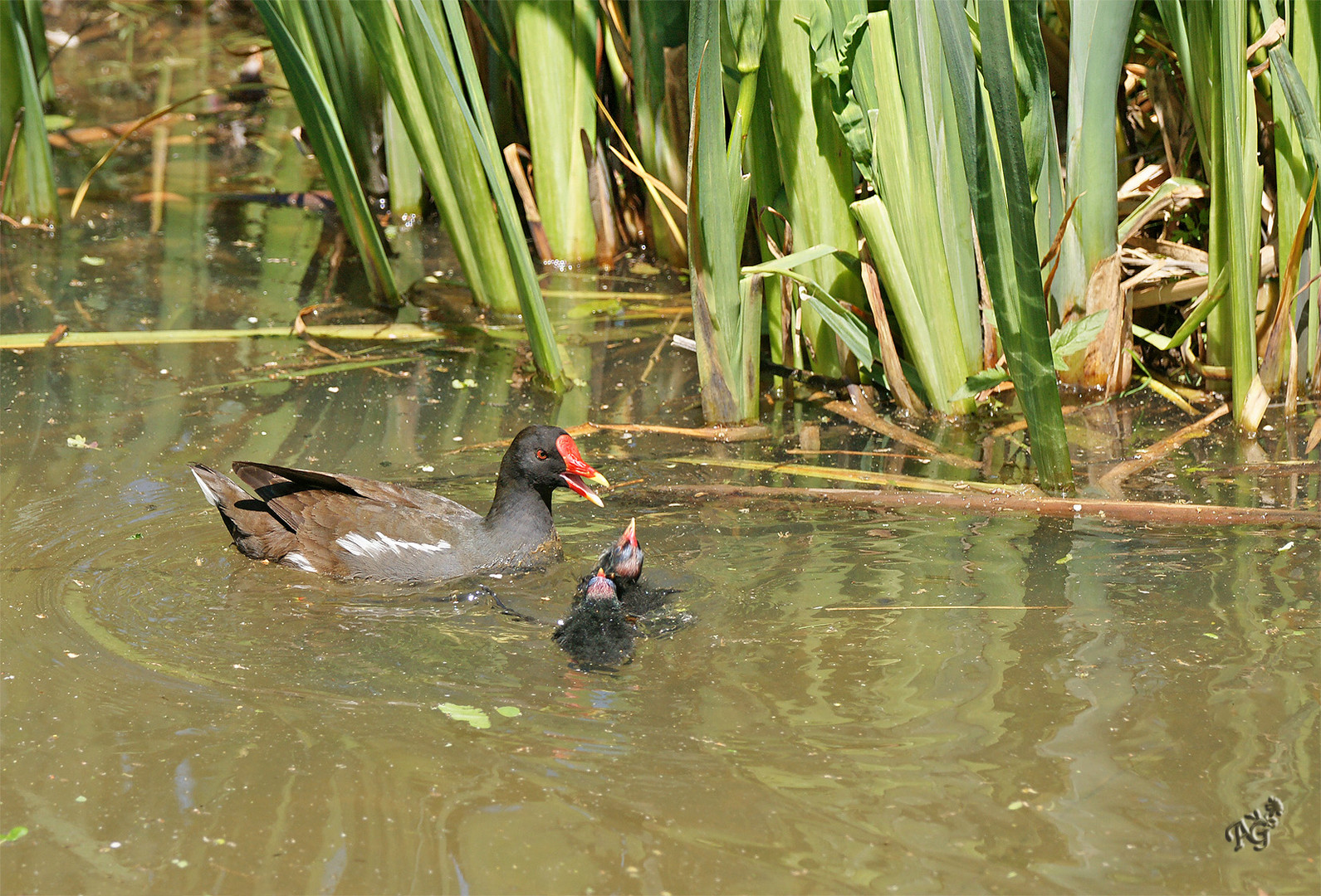 Maman poule d'eau et ses petits ....