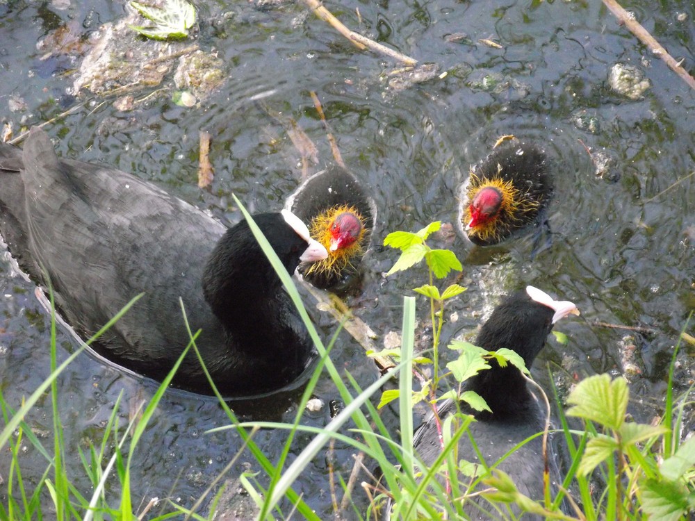 maman poule et ces petits