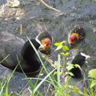 maman poule et ces petits