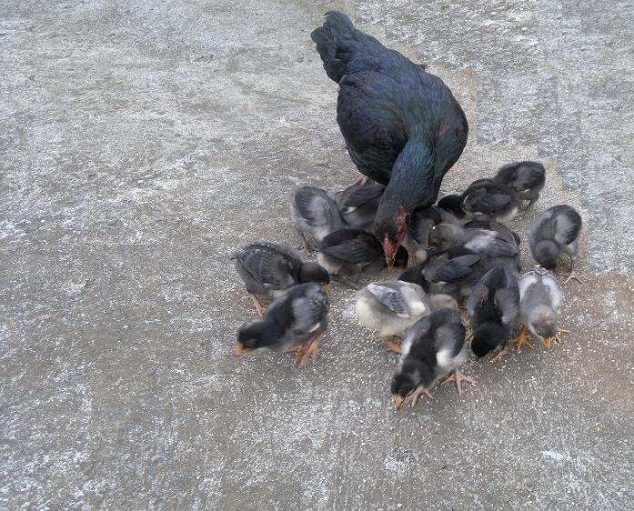 maman poule et ses petits