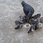 maman poule et ses petits