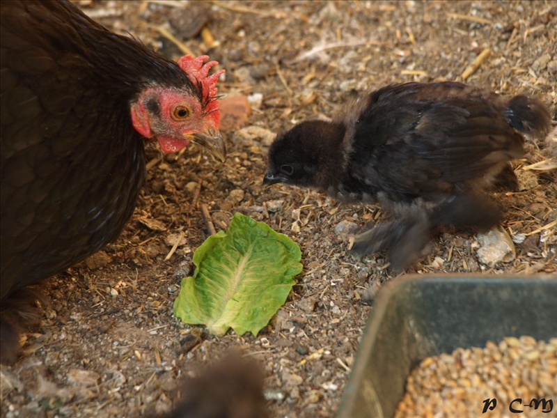 Maman poule sa petite fille a table