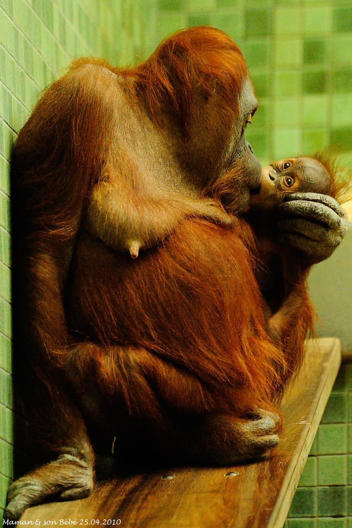 Maman & son Bébé (25.04.2010)