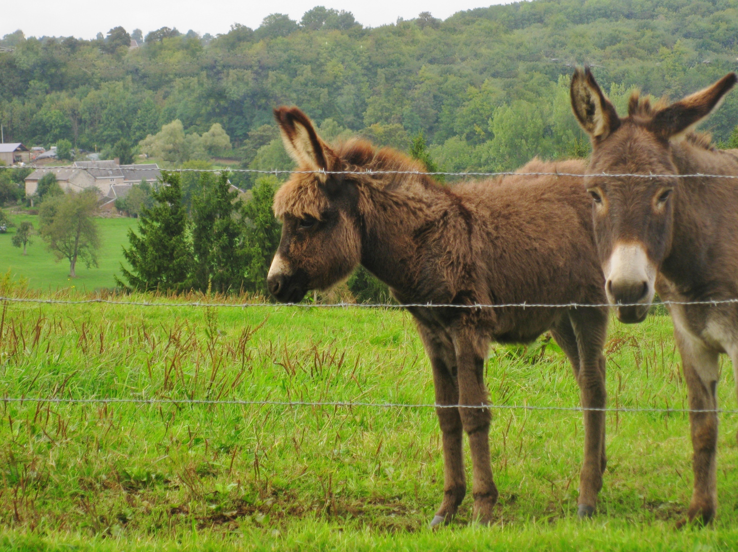 Maman surveille de près ...  mon va-et-vient suspect