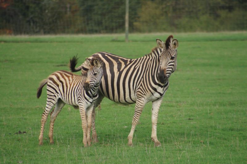 maman zèbre et bébé !