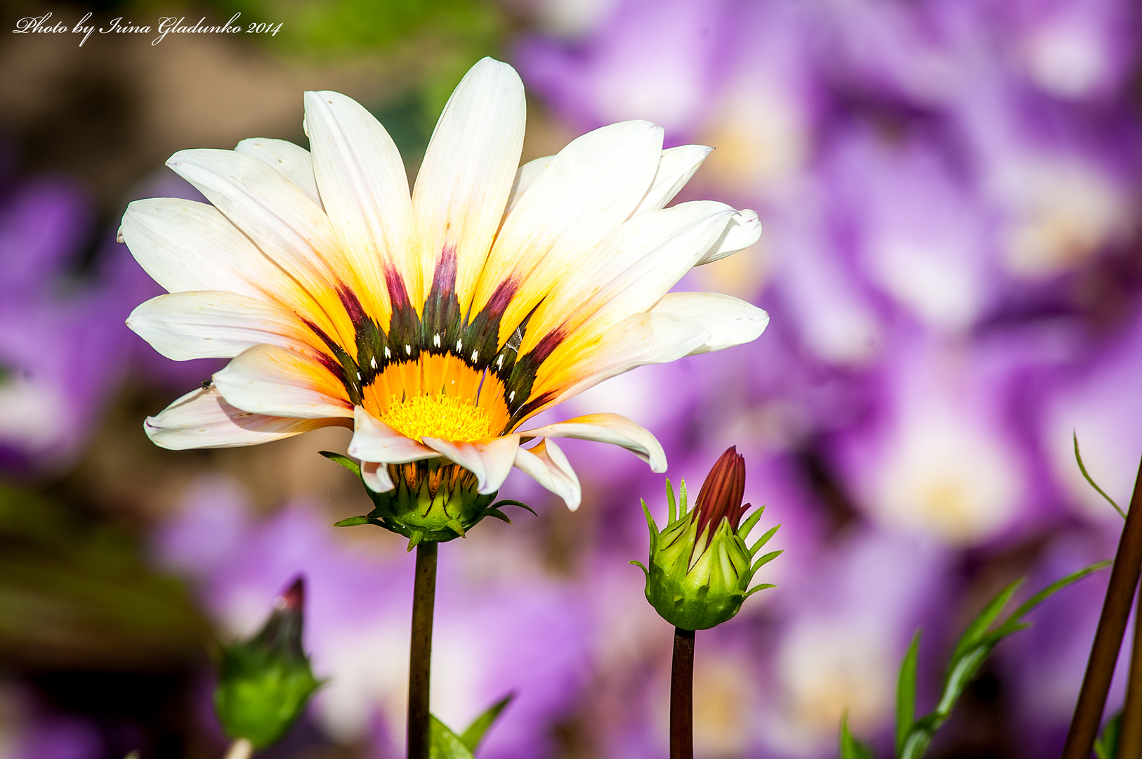 Mama's Garten im Herbst