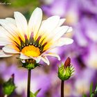 Mama's Garten im Herbst