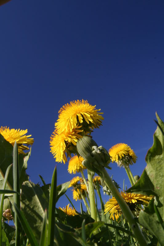 Mamas Liebling die Butterblume