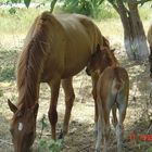 Mamas Milch schmeckt am besten...