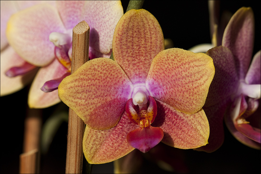 Mamas Orchidee