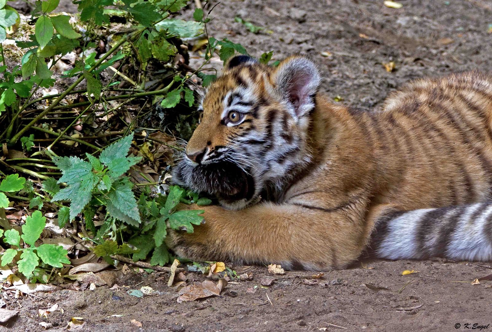 Mama`s Schwanz ist auch lecker !! Foto & Bild | tiere, zoo, wildpark ... Mama`s Schwanz ist auch lecker !! Foto & Bild | tiere, zoo, wildpark ...