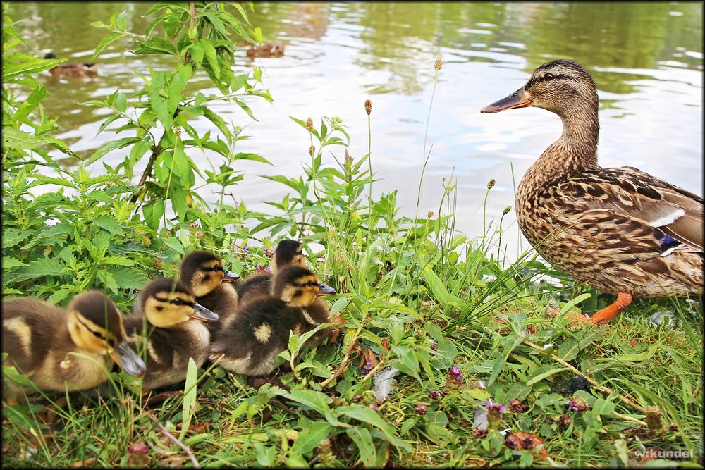 Mama´s Schwimmkurs