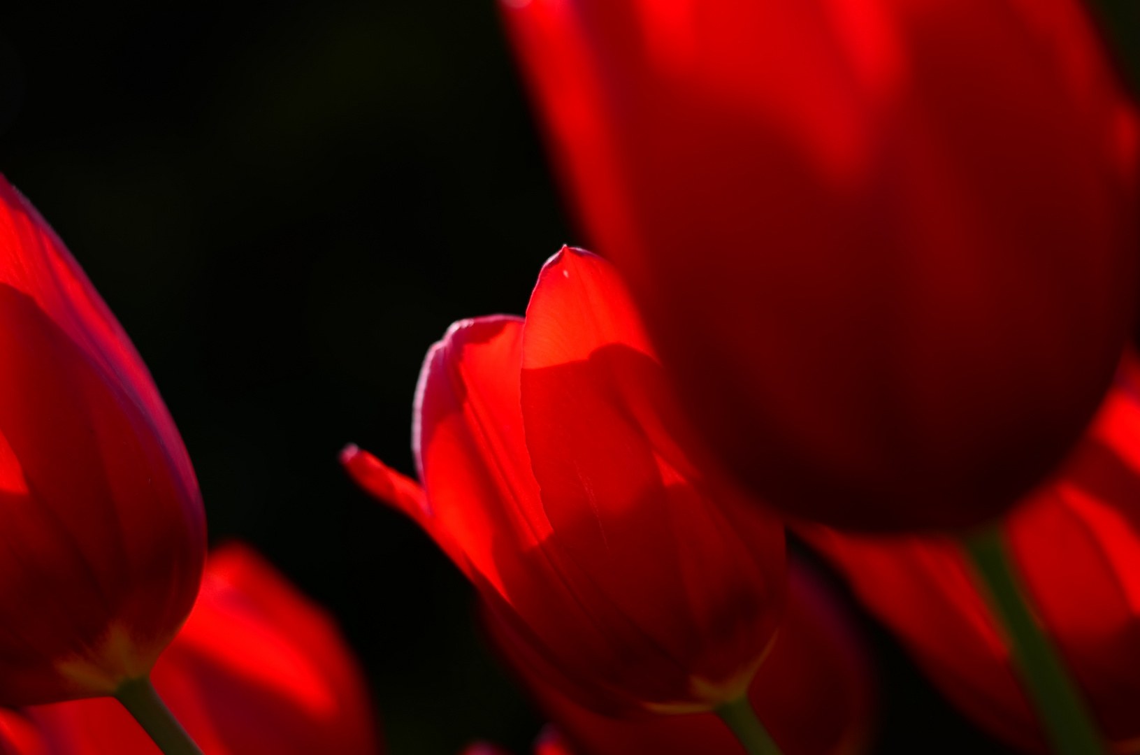 Mama´s Tulpen