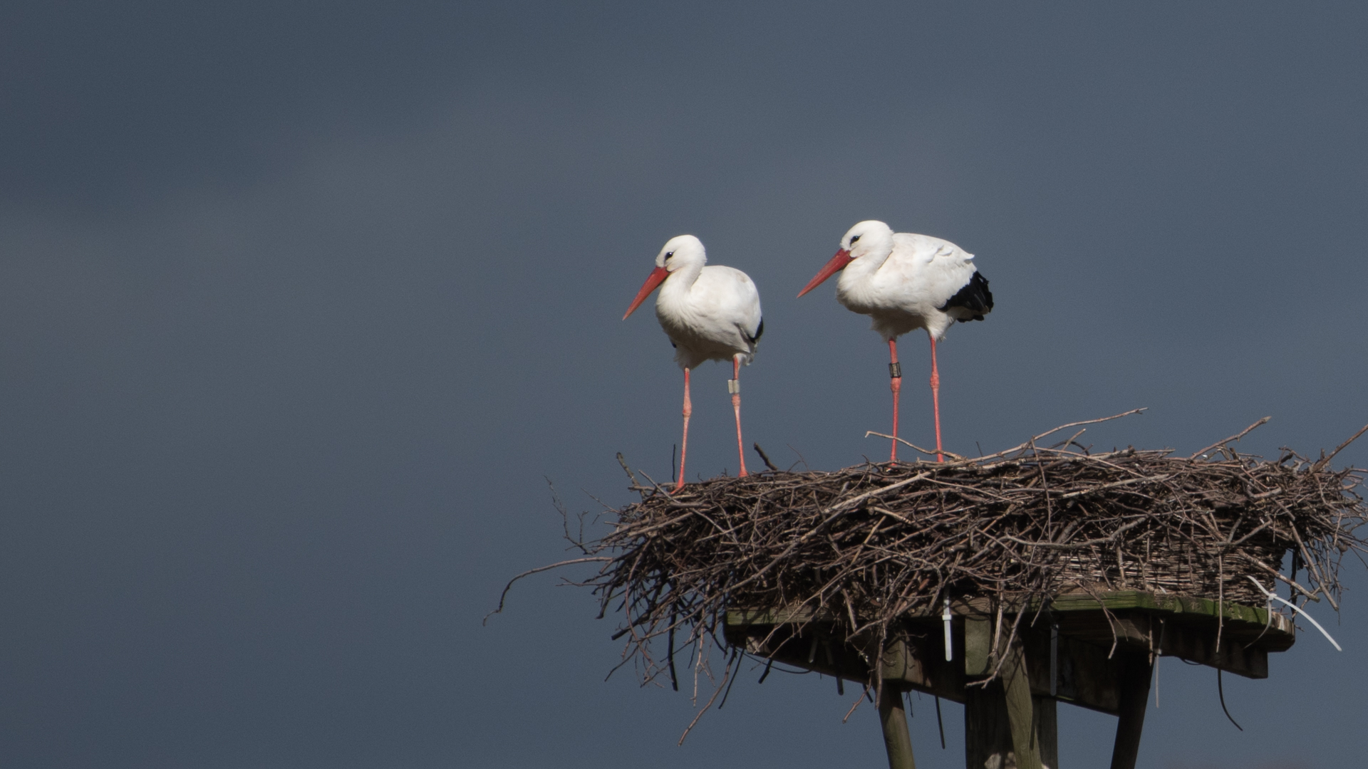 Mamastorch und Papastorch