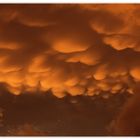 Mamatus