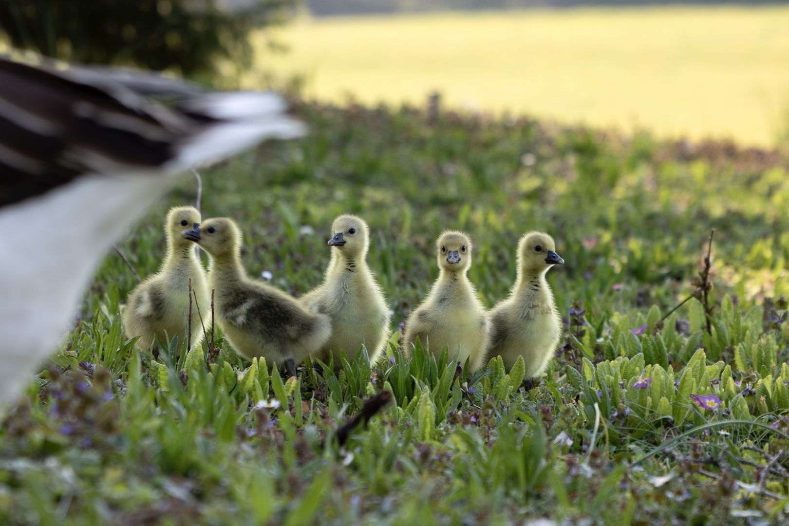 Mama....wo gehst du hin....