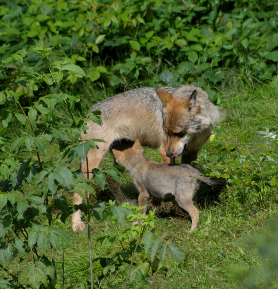 Mamawolf mit Baby