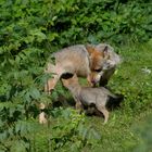 Mamawolf mit Baby