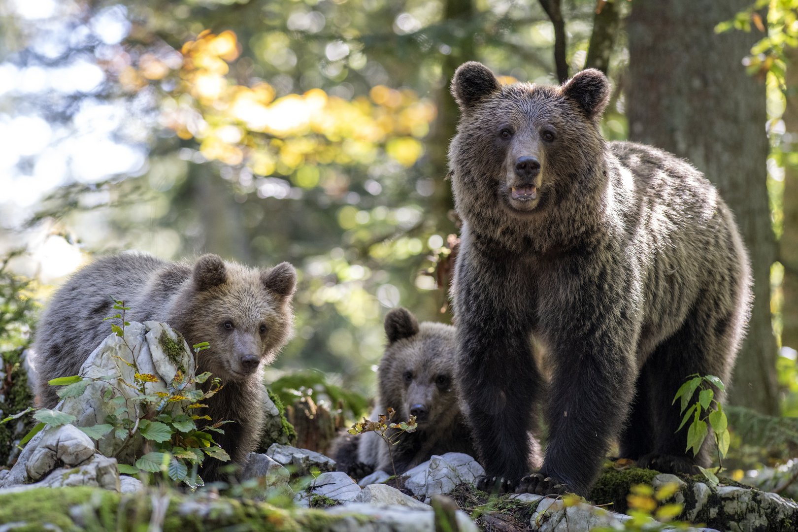 Mambär mit Jungen