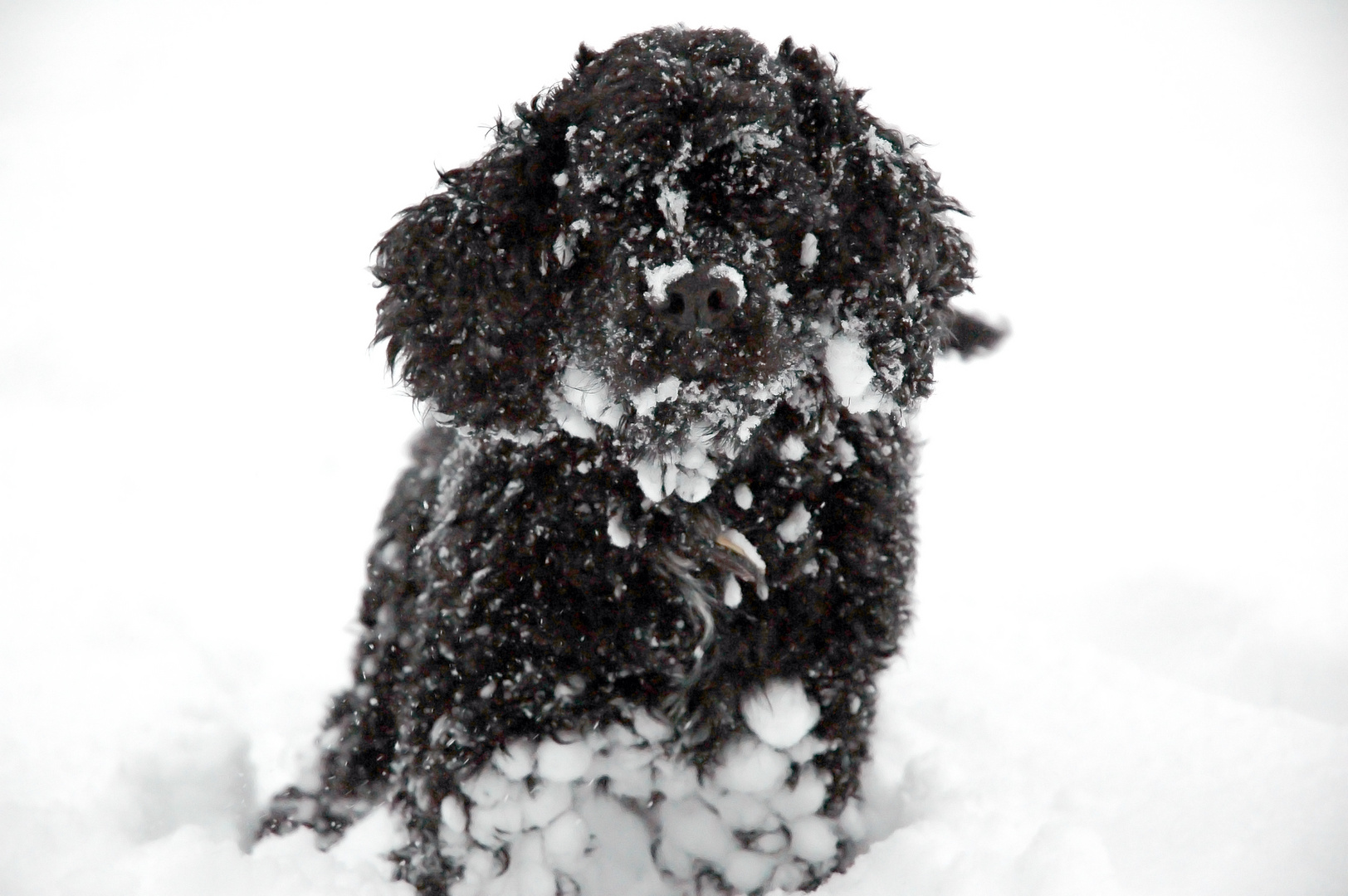 Mambo et la neige toute une hitoire.....