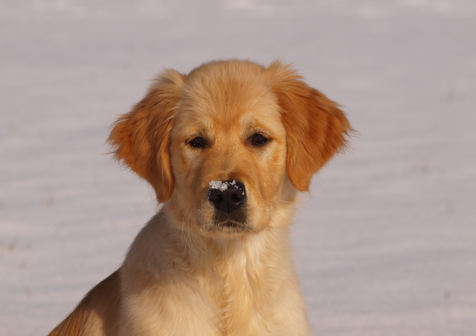 Mambo im Schnee